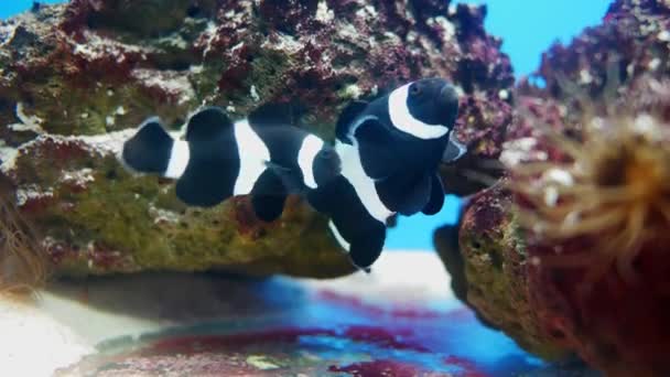 Mooie Vissen Het Aquarium Aan Decoratie Van Aquatische Planten Achtergrond — Stockvideo