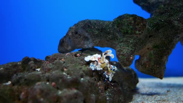Hinge Beak Shrimp Beautiful Small Shrimp Fish Tank — Stock Video