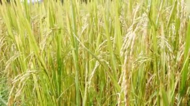 Kuzey Tayland dağlarla çevrili bir altın tepelik alanı.