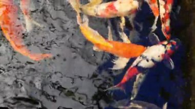 Koi balık gölet yüzmek.