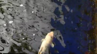 Koi balık gölet yüzmek.