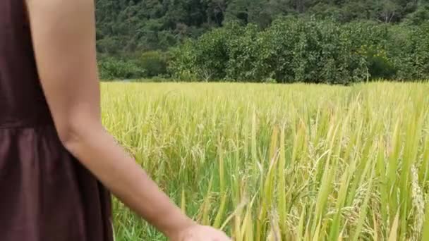 Woman Walks Golden Hilly Field Surrounded Mountains Northern Thailand — Stock Video
