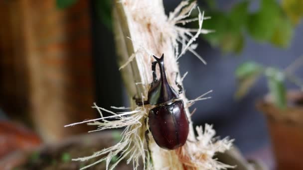 Les Scarabées Mangent Canne Sucre — Video