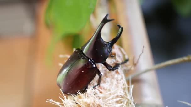 Beetles Eating Sugarcane — Stock Video