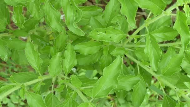 Albahaca Jardín Hierbas — Vídeo de stock