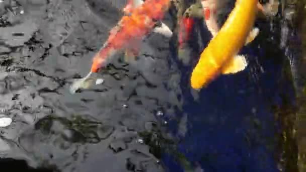 Koi Fische Schwimmen Teichen — Stockvideo