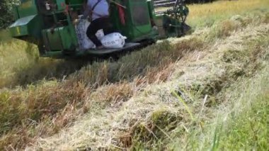 Sri sa ket, Thailand Ekim, 21-2018: Ekim, 21 2018 Paddy pirinç ve birleştirmek hasat hasat küçük Sri sa ket Eyaleti, Tayland at