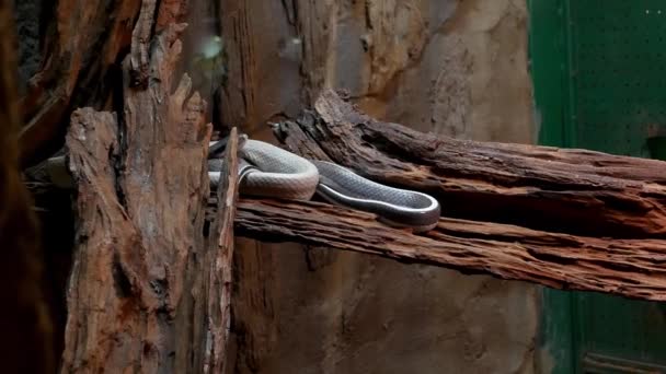 干木头上的蛇 — 图库视频影像