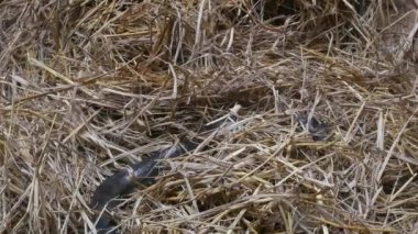 Hasır katta yılan.