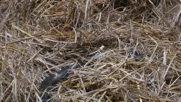 Serpent sur le sol de paille .