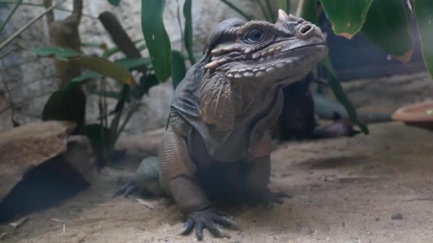 Caméléon Rhinocéros Marchant Sur Sol — Video