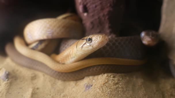 Змія Піщаному Ґрунті — стокове відео