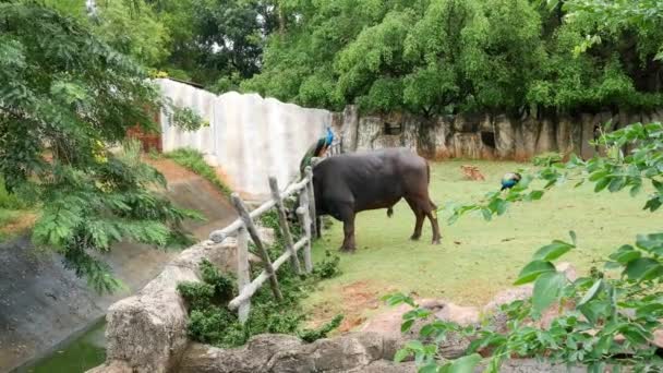 Gran Búfalo Está Comiendo Hierba Jardín — Vídeo de stock