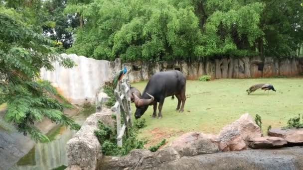 Gran Búfalo Está Comiendo Hierba Jardín — Vídeo de stock