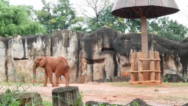 Elefante Acordando Chão — Vídeo de Stock