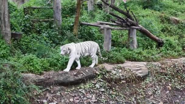 Fehér Tigris Séta Mentén Belül Nemzeti Park Fénnyel Természet Háttér — Stock videók