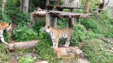 Bir kaplan yavrusu yürüyüş boyunca Milli Parkı, gün ışığı ve doğa arka plan içinde.