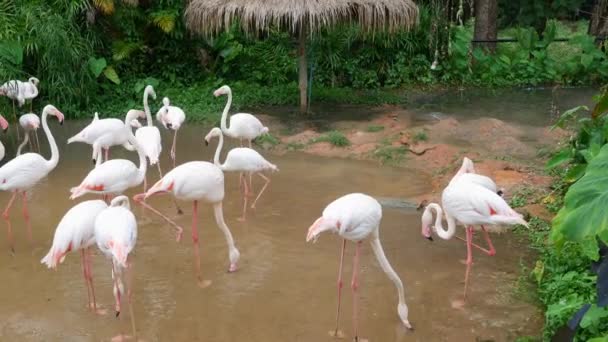 Pembe Beyaz Flamingo Temizlik Tüyler Bahçe Doğa Arka Planda — Stok video