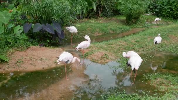 Roze Witte Flamingo Schoonmaak Veren Tuin Natuur Achtergrond — Stockvideo
