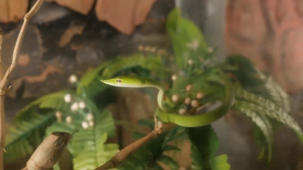 干竹早午餐上的绿色蛇 — 图库视频影像