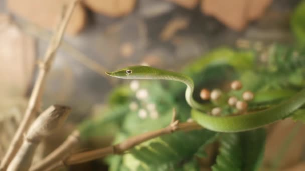 Serpente Verde Sul Brunch Bambù Secco — Video Stock