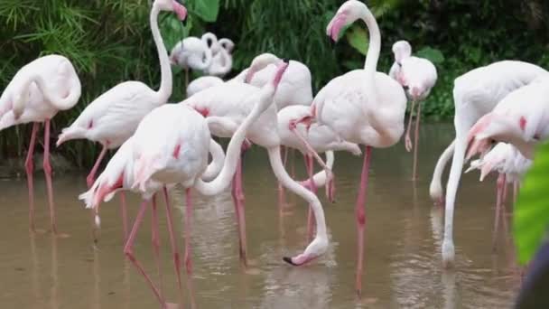 Ροζ Και Λευκά Φλαμίνγκο Φτερών Καθαρισμού Στο Παρασκήνιο Κήπο Και — Αρχείο Βίντεο
