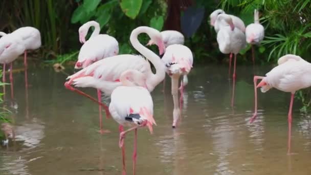 Pembe Beyaz Flamingo Temizlik Tüyler Bahçe Doğa Arka Planda — Stok video