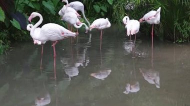 Pembe ve beyaz flamingo temizlik tüyler Bahçe ve doğa arka planda.
