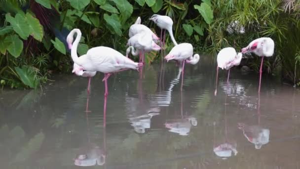 Pink White Flamingo Cleaning Feathers Garden Nature Background — Stock Video