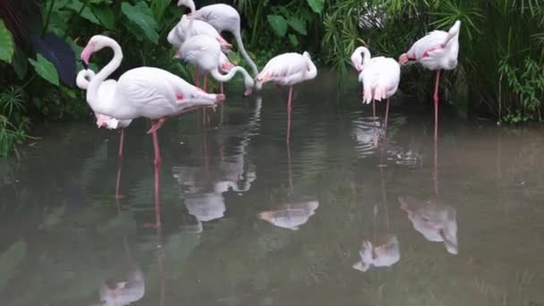 庭と自然の背景にピンクと白のフラミンゴ クリーニング羽 — ストック動画