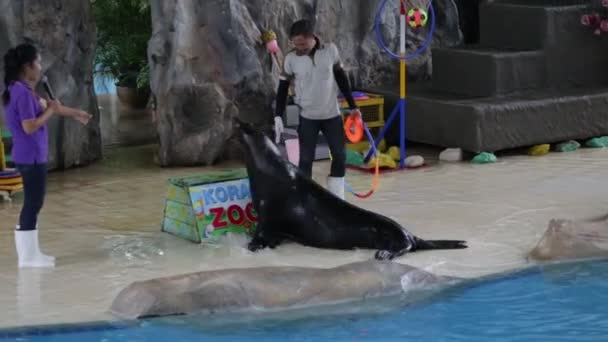 Nakhon Ratchasima Tailândia Outubro 2018 Espetáculo Acrobático Leões Marinhos Zoológico — Vídeo de Stock