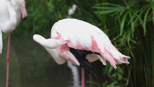 Vita Och Rosa Flamingo Rengöring Fjädrar Trädgård Och Natur Bakgrund — Stockvideo