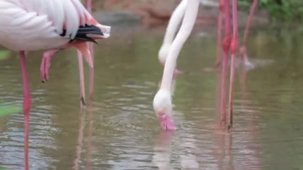 Λευκό Και Ροζ Φλαμίνγκο Φτερών Καθαρισμού Στο Παρασκήνιο Κήπο Και — Αρχείο Βίντεο