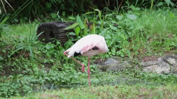 Λευκό Και Ροζ Φλαμίνγκο Φτερών Καθαρισμού Στο Παρασκήνιο Κήπο Και — Αρχείο Βίντεο