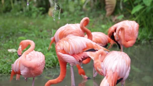 Orange Och Vit Flamingo Rengöring Fjädrar Trädgård Och Natur Bakgrund — Stockvideo
