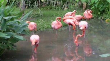 Bahçe ve doğa arka planda turuncu ve beyaz flamingo temizlik tüyler.
