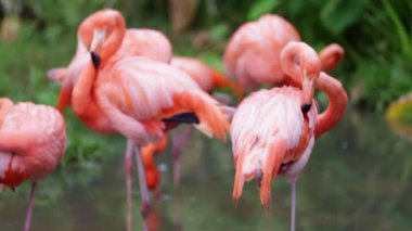 Bahçe ve doğa arka planda turuncu ve beyaz flamingo temizlik tüyler.