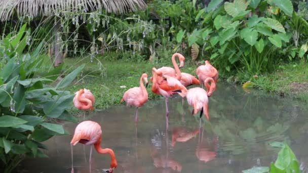 Plumes de nettoyage de flamant rose et blanc dans le jardin et la nature .