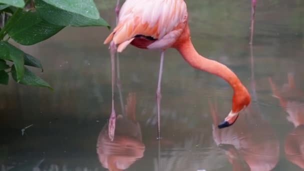 Narancs Fehér Flamingó Tisztító Toll Kert Természet Háttérben — Stock videók