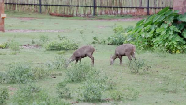 Animais Está Comendo Grama Jardim — Vídeo de Stock