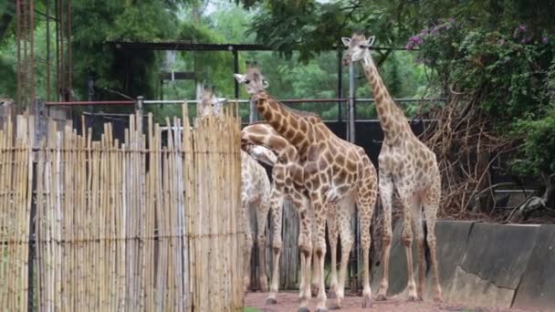 Groep Van Giraffe Voedsel Eten Overdag — Stockvideo