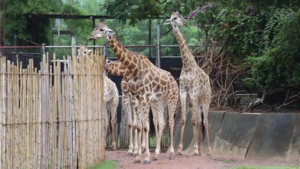 Gruppe Von Giraffen Isst Tag Futter — Stockvideo