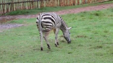 Zebra gündüzleri yeşil çim yeme.