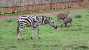 Zebra gündüzleri yeşil çim yeme.