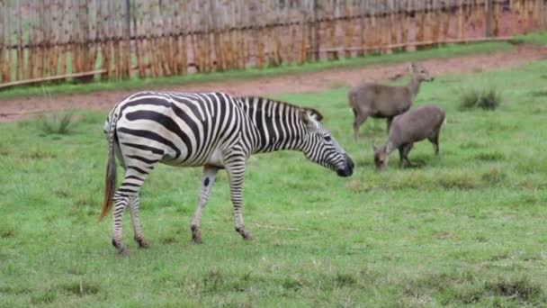 Zebra Mange Herbe Verte Jour — Video
