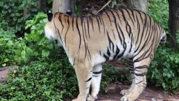 Cachorro Tigre Caminando Por Interior Del Parque Nacional Luz Del — Vídeos de Stock