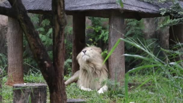 Leão Branco Jaz Uma Placa Madeira Durante Dia — Vídeo de Stock