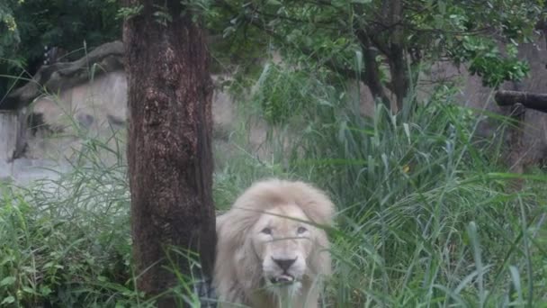 León Blanco Yace Plato Madera Durante Día — Vídeo de stock