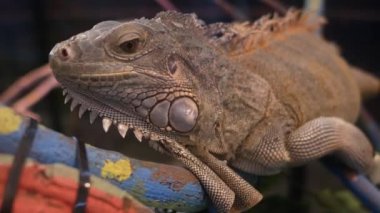 Gündüz üzerinde dev kertenkele dalıdır.