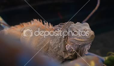 Gündüz üzerinde dev kertenkele dalıdır.